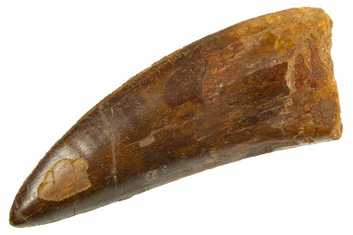 Serrated Carcharodontosaurus Tooth - Enormous Tooth! #336085